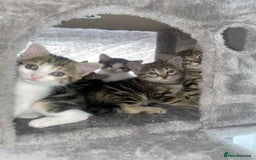 Mixed Breed cats for sale: Adorable Kittens Looking for Forever Homes! 🐱💕 - Image 19