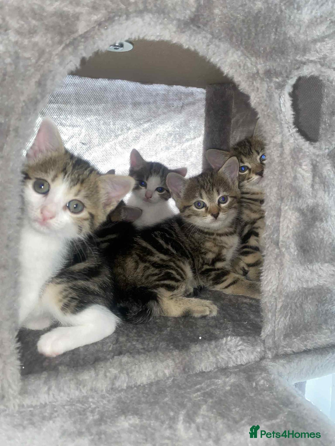 Mixed Breed cats for sale: Adorable Kittens Looking for Forever Homes! 🐱💕 - Image 19
