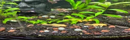 Other/Mixed Breed fish for sale: Bristle nose Plecos - various sizes and colours  - Advert 2