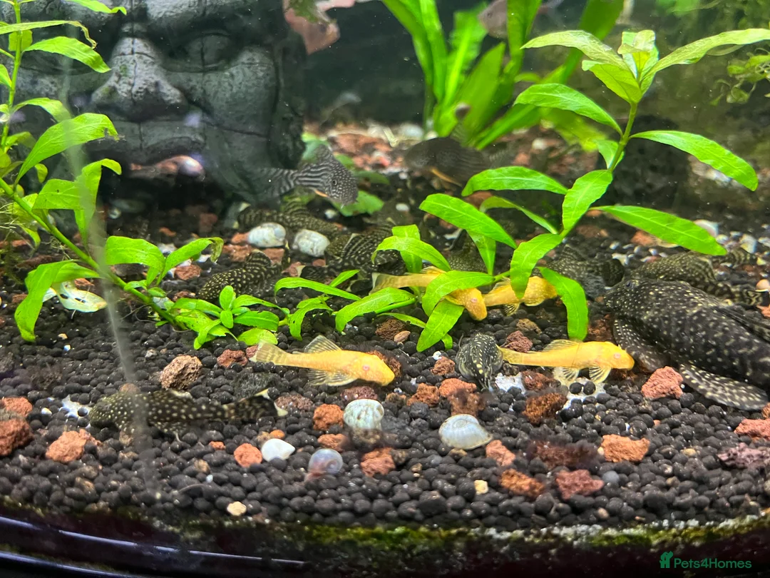 Other/Mixed Breed fish for sale: Bristle nose Plecos - various sizes and colours  - Advert 2