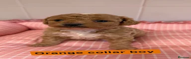 Orange collar boy 
