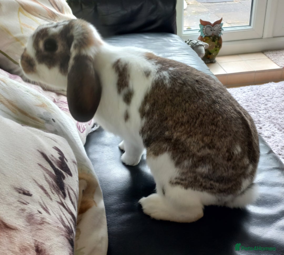 Mini Lop rabbits for sale: Female mini lop looking for loving new home 🏡  - Image 1