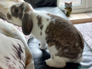 Mini Lop rabbits - Advert 1