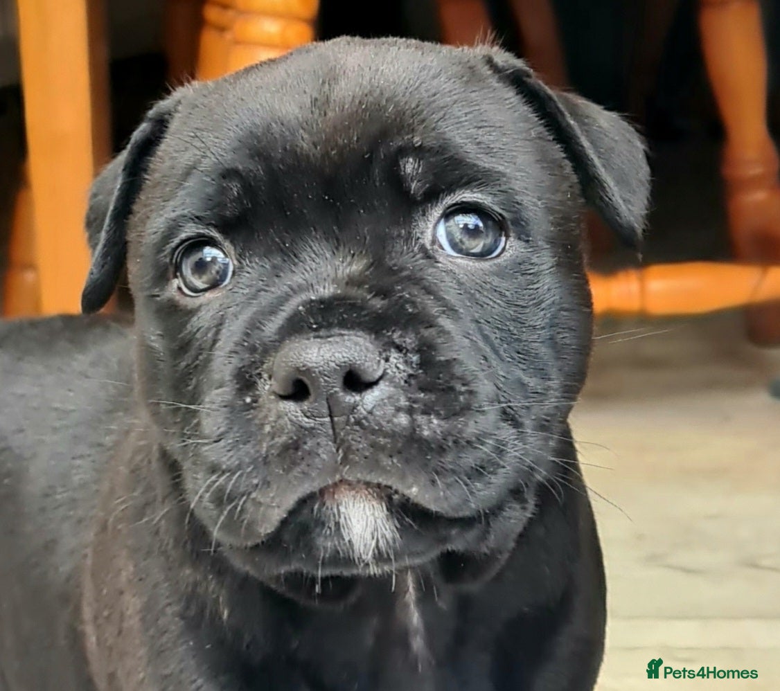 Staffordshire Bull Terrier dogs Adorable black boy pure KC Staffy - Advert 1
