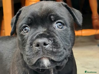 Staffordshire Bull Terrier dogs Adorable black boy pure KC Staffy - Advert 4