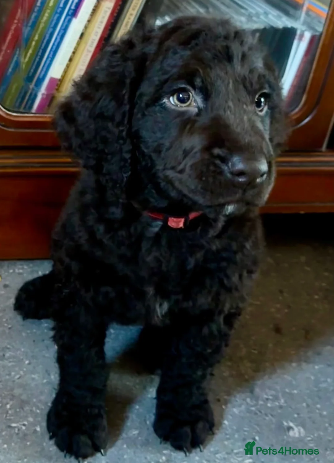 Irish Water Spaniel dogs for sale: Just 1 female Irish Water Spaniel  - Advert 1