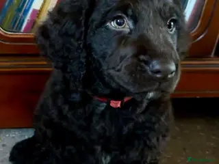 Irish Water Spaniel dogs Just 1 female Irish Water Spaniel - Advert 13