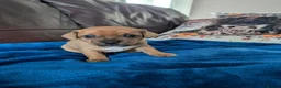 Jack Chi dogs for sale: 7 Jack Chi Puppies - Advert 15
