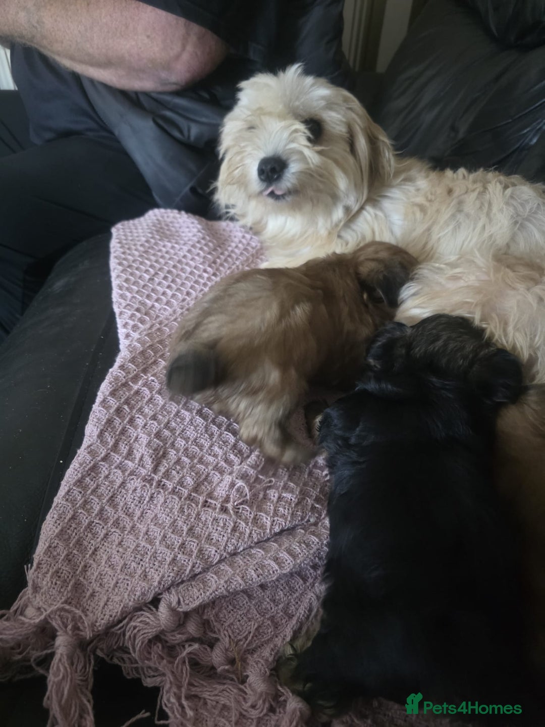 Morkie dogs for sale: Morkie - Image 2