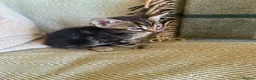 Bengal cats for sale: Exceptional Bengal Heritage Kittens in Llangammarch Wells - Advert 27