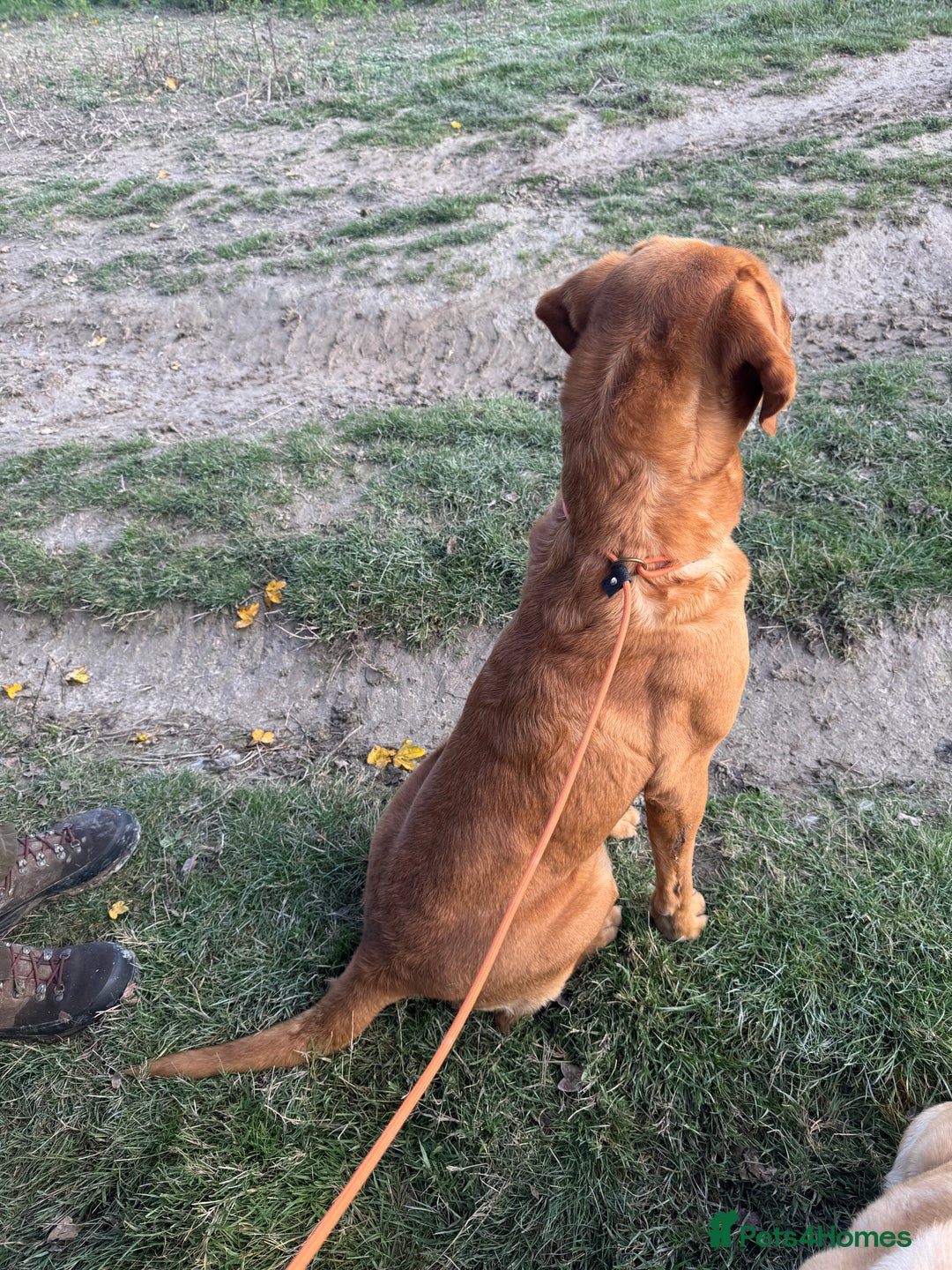 Labrador Retriever dogs for stud: Labrador at stud - Advert 4