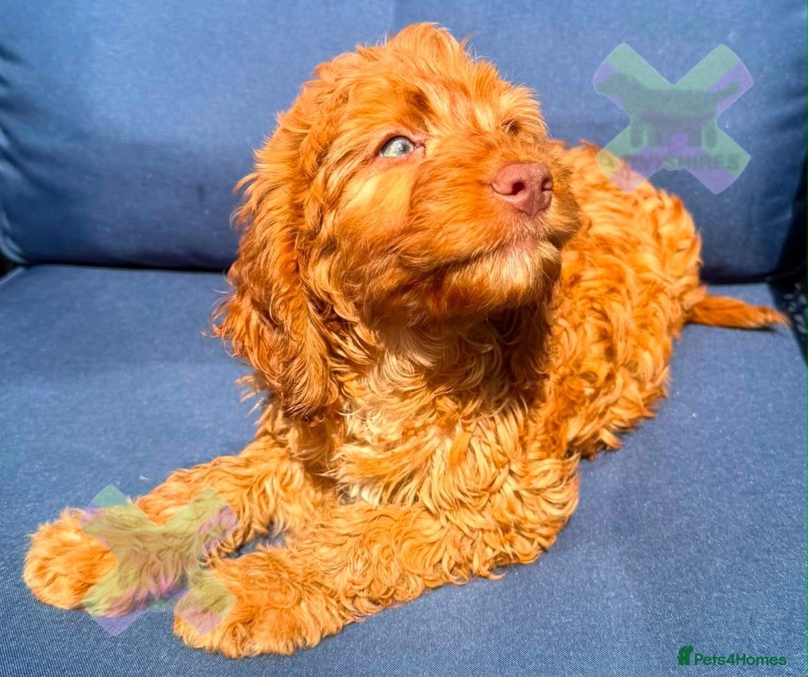 Cockapoo dogs F1 mini cockapoos 30 dna health tested clr - Advert 2