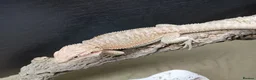 Bearded Dragon reptiles for sale: Shop bred baby bearded dragons  - Advert 13