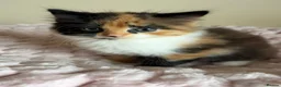 Mixed Breed cats for sale: Beautiful Fluffy Maine Coon Cross kitten  - Advert 13