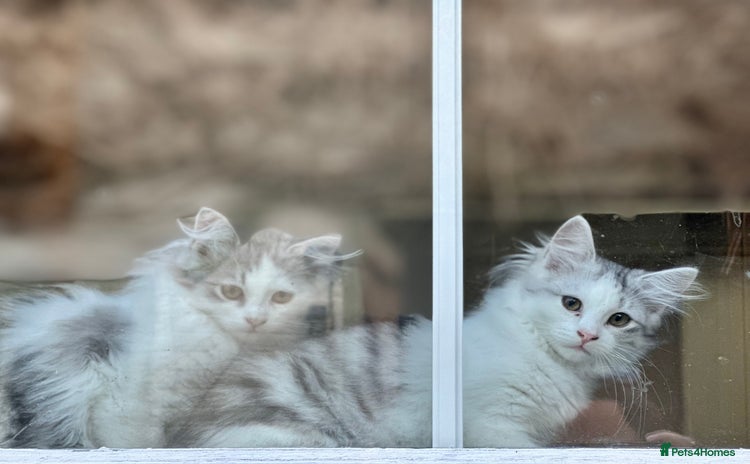 Siberian cats - Advert 2