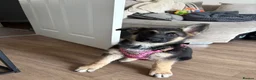 German Shepherd dogs for sale: Myla  - Advert 3