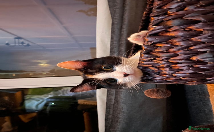 Domestic Shorthair cats - Advert 4