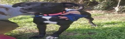 Mixed Breed dogs for adoption: Holly - Norwich Norfolk  in Norwich - Advert 13