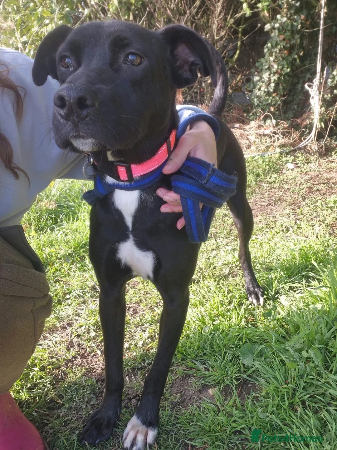 Mixed Breed dogs for adoption: Holly - Norwich Norfolk  in Norwich - Advert 13