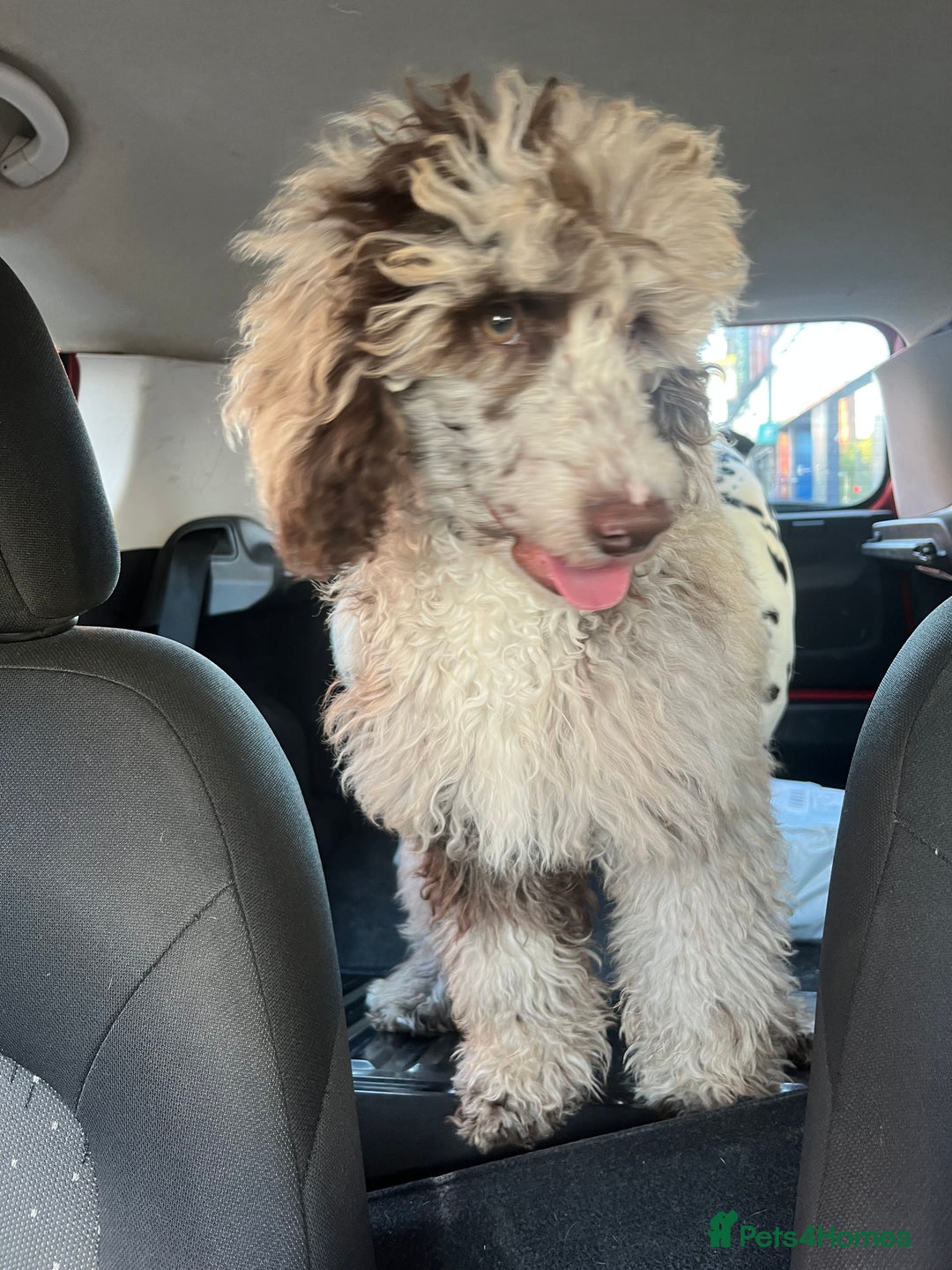 Miniature Poodle dogs for sale: Merle poodle baby - Image 2