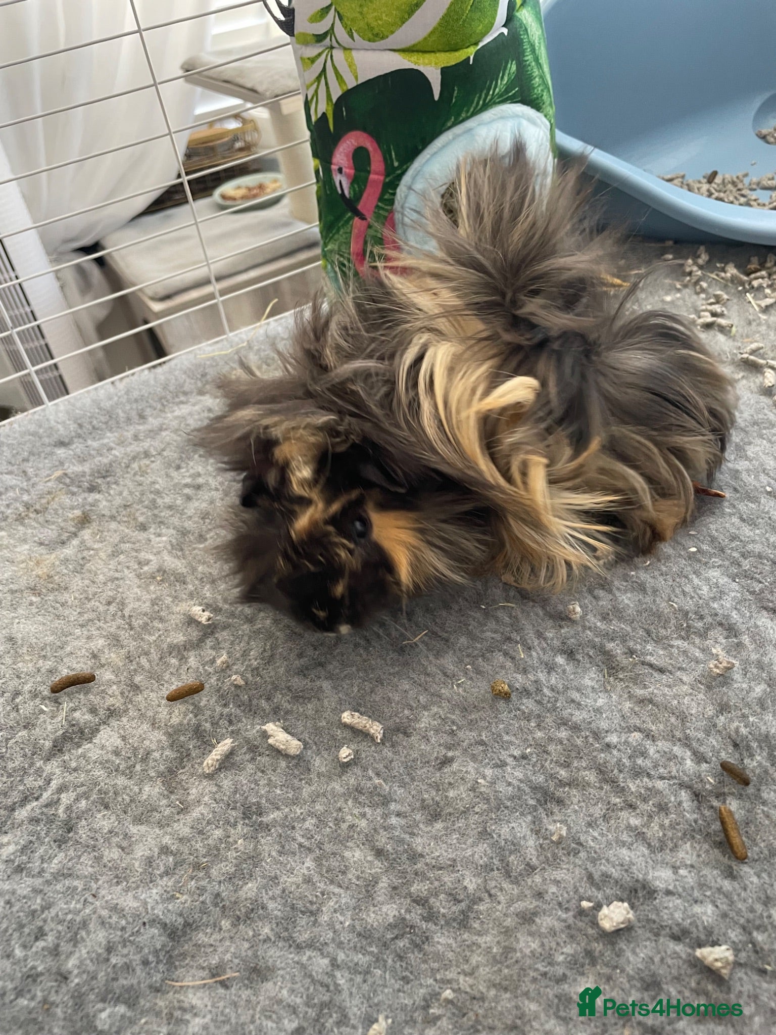 Guinea Pig rodents peruvian baby boy - Advert 1