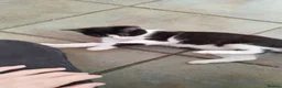 Mixed Breed cats for sale: 4 tuxedo black/white cuties looking for a home - Advert 27