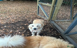 Golden Retriever dogs for sale: Golden retriever girl  - Image 1