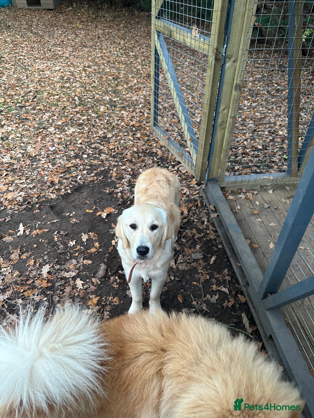 Golden Retriever dogs for sale: Golden retriever girl  - Image 1