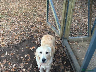 Golden Retriever dogs - Advert 1