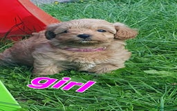 Maltipoo dogs for sale: F1 toy multipoo puppies - Image 12