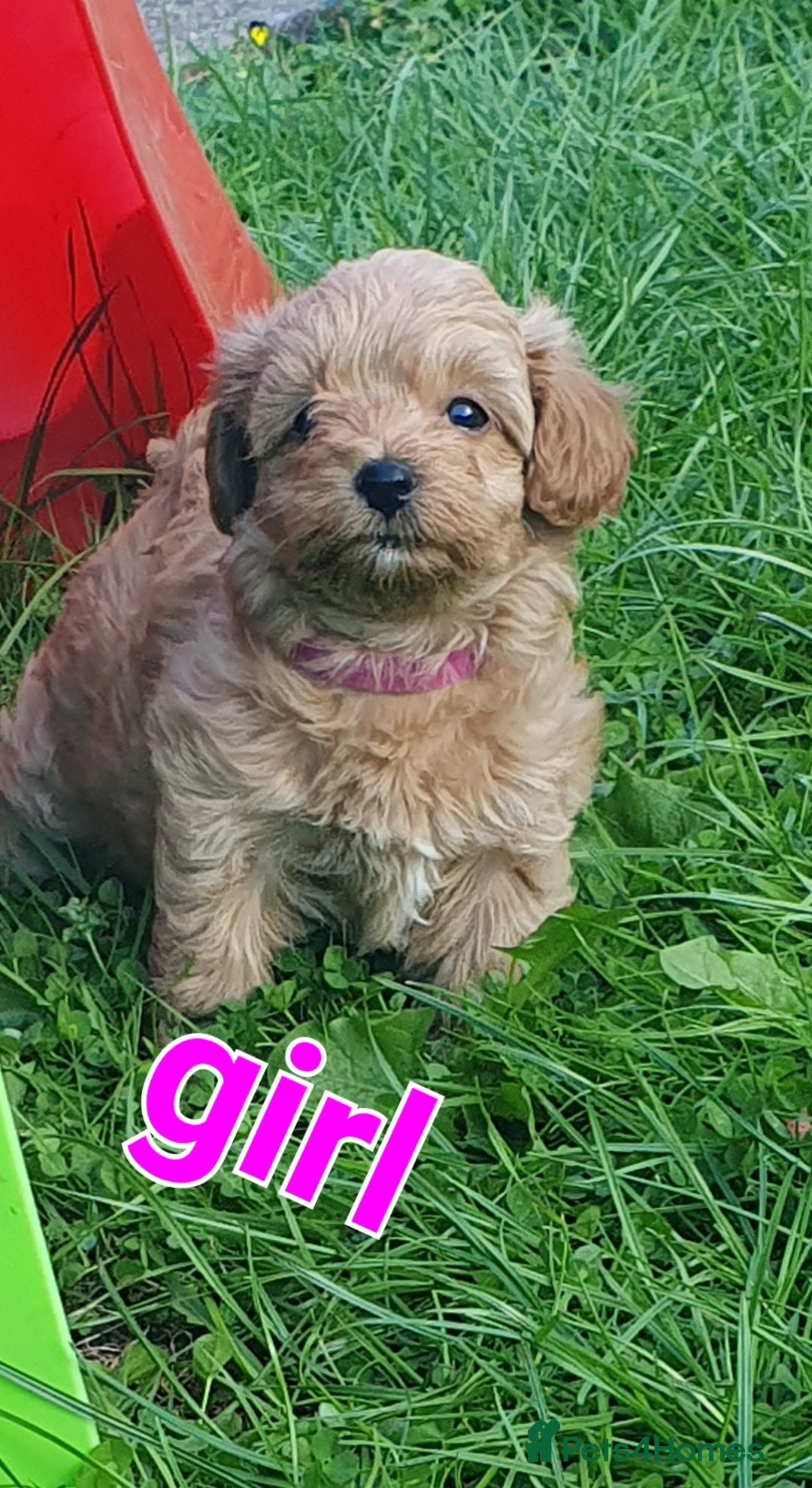 Maltipoo dogs for sale: F1 toy multipoo puppies - Image 12
