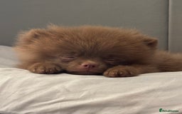 Pomeranian dogs for sale: Bruce the Brown Pomeranian  - Image 6