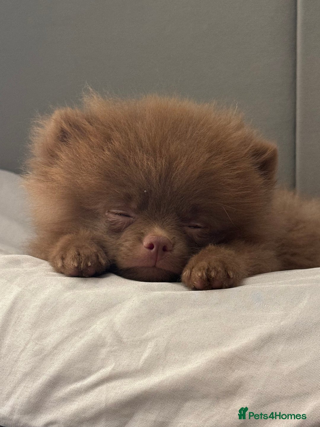 Pomeranian dogs for sale: Bruce the Brown Pomeranian  - Image 6