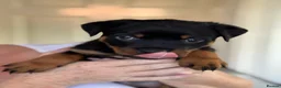 Rottweiler dogs for sale: Rottweiler puppies - Advert 33
