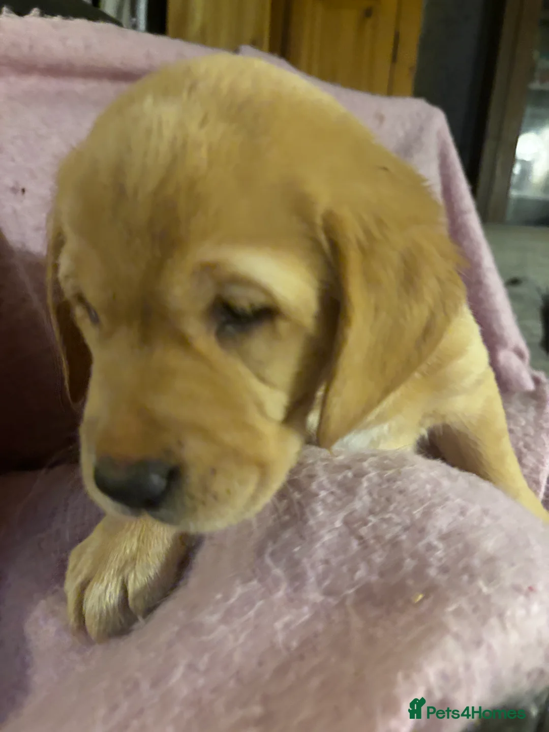 Goldador dogs for sale: Goldador puppies with a dash of dalmation  - Advert 10