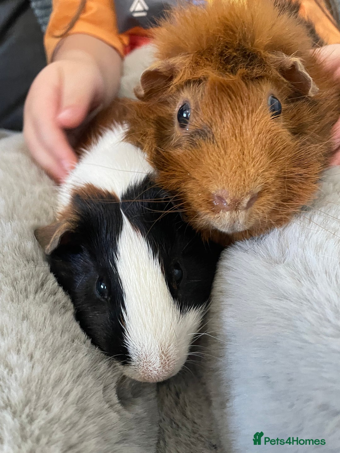 Guinea Pig rodents for sale: Bonded pair of male guineapigs. 1 adult 1 younger - Image 13