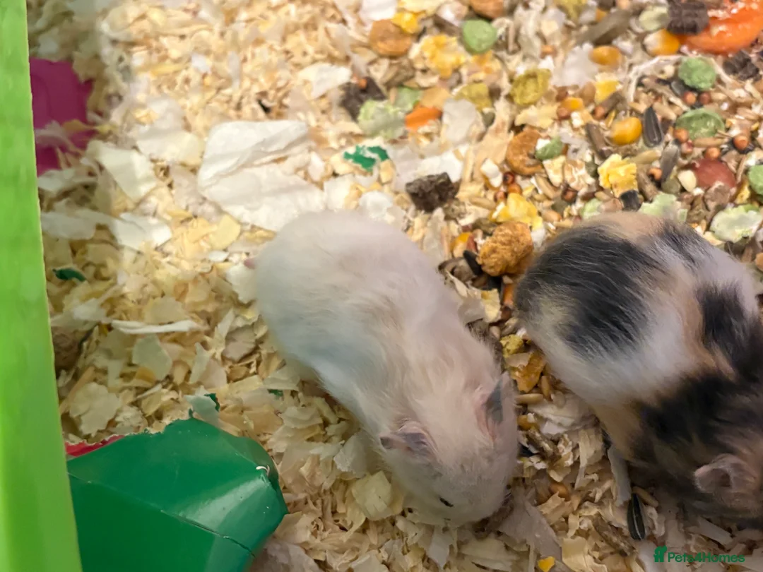 Hamster rodents for sale: Baby hamsters for sale - Advert 5