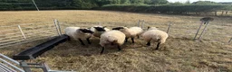 Sheep livestock for sale: Pedigree Llanwenog Shearling Ewes  in Chepstow - Advert 5