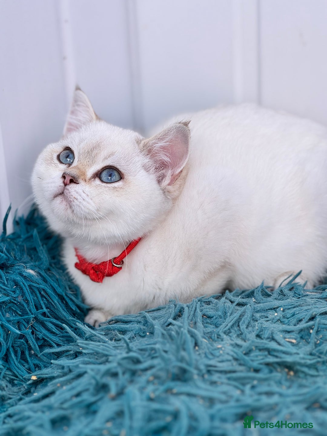 British Shorthair cats for sale: Beautiful Blue Gold & Choc Gold Colourpoint boys - Image 18