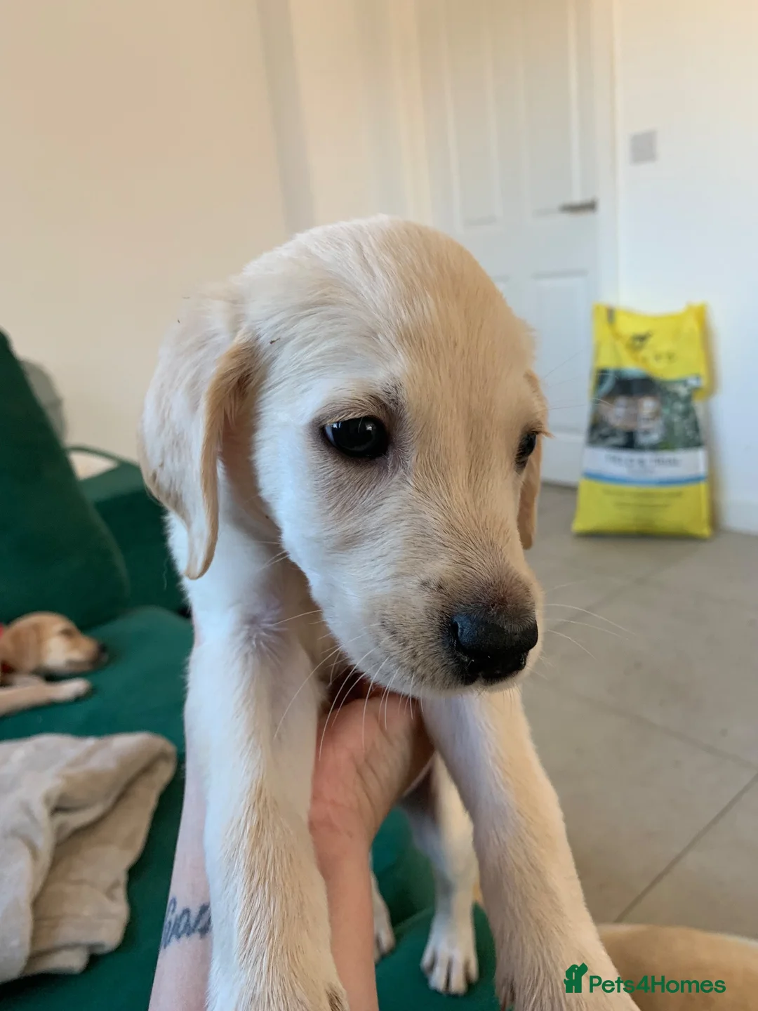 Goldador dogs for sale: Stunning Goldador Puppies - Advert 13