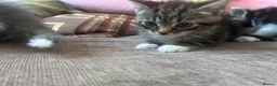 Mixed Breed cats for sale: Two kittens avaliable  - Advert 4