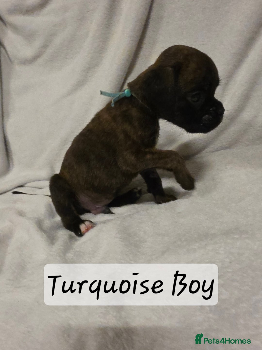 Boxer dogs for sale: Part European quality KC Reg Boxers - Advert 8