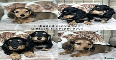Miniature Dachshund dogs - Advert 2