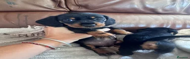 Miniature Dachshund 4