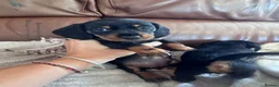 Miniature Dachshund dogs for sale: Gorgeous puppies available  - Advert 9