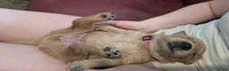 Golden Retriever dogs for sale: KC Working Golden Retriever Puppies Low Hip Scores - Advert 5