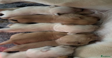 Labrador Retriever dogs - Advert 4