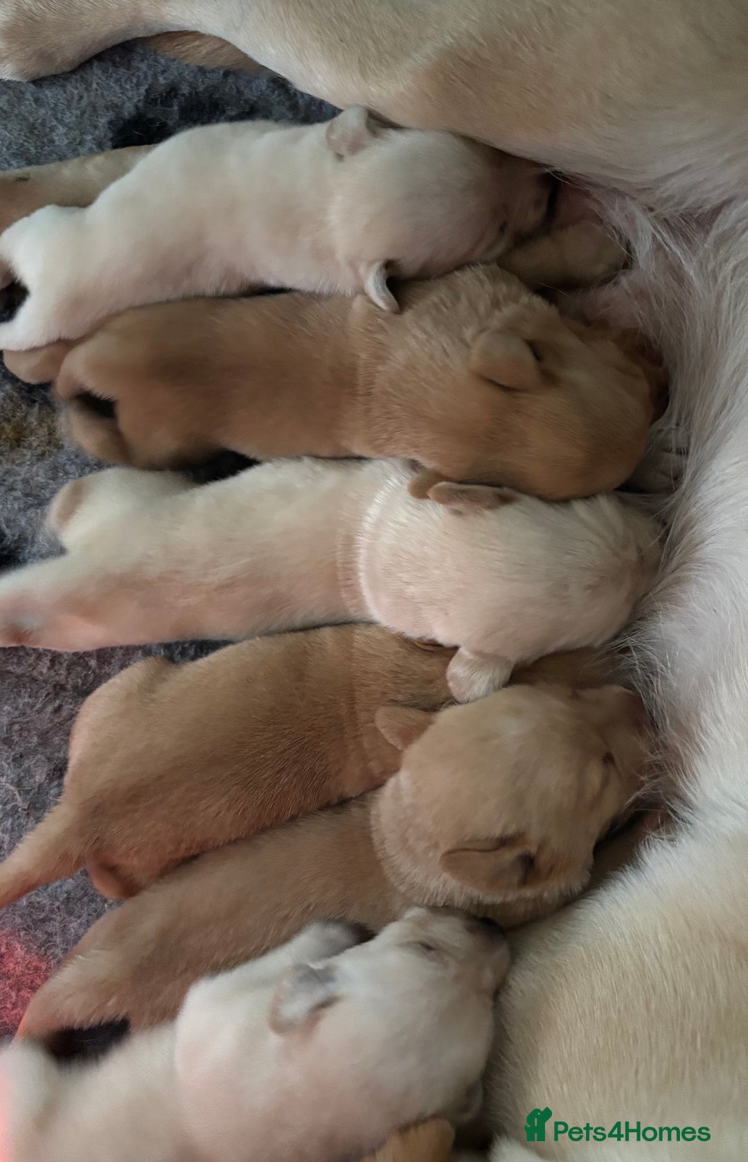 Labrador Retriever dogs for sale: Ready next week! Pretty Perfect Labrador Puppy - Advert 9