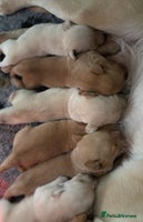 Labrador Retriever dogs - Advert 13