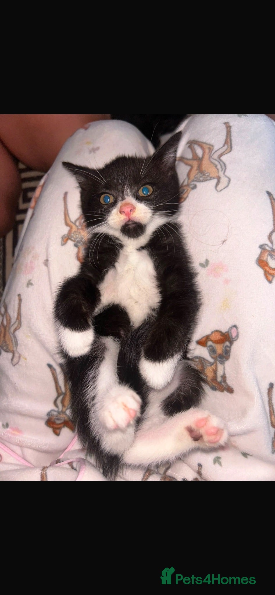 Mixed Breed cats Baby kittens  - Advert 20